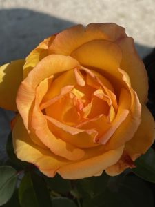 graines de conscience nisargadatta maharaj