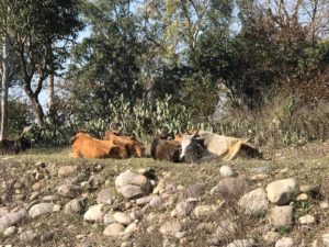 nisargadatta conscience et absolu